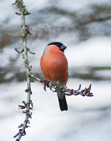 Dompap  - Eurasian bullfinch (Pyrrhula pyrrhula) male.jpg